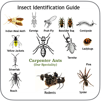 identification insect pest guide